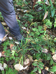 Bromus pseudolaevipes