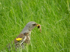Turdus pilaris