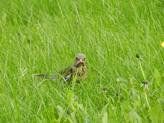 Turdus pilaris