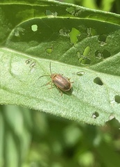 Galerucella calmariensis