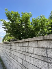 Broussonetia papyrifera