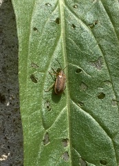 Galerucella calmariensis