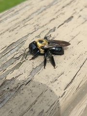 Xylocopa virginica virginica