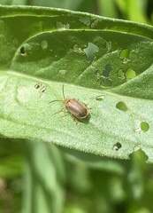 Galerucella calmariensis