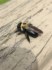 Xylocopa virginica virginica
