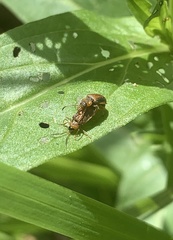 Galerucella calmariensis