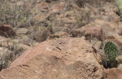 Crotaphytus vestigium