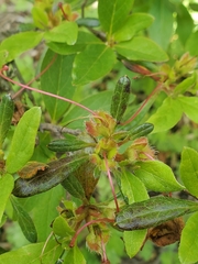 Colletotrichum coccodes