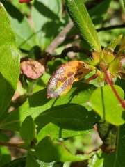 Colletotrichum coccodes