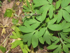 Corydalis cava cava