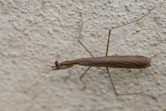 Musoniella