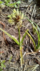 Carex pansa