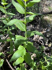 Pycnanthemum californicum