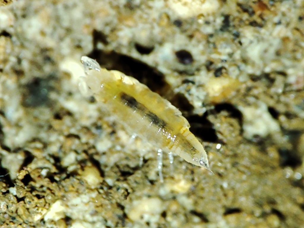 Congophiloscia