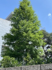 Taxodium distichum