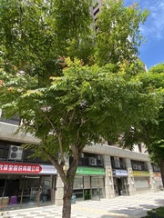 Koelreuteria elegans