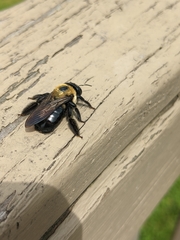 Xylocopa virginica virginica