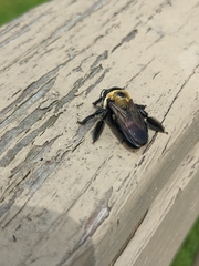 Xylocopa virginica virginica