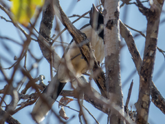 Cyanocorax cyanopogon