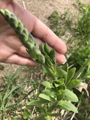 Sophoreae