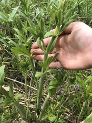 Sophoreae