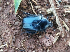 Cotinis antonii