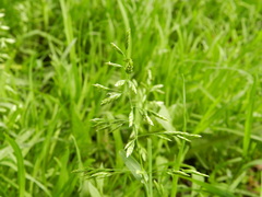 Poa annua