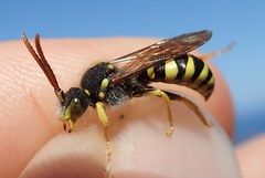 Nomada succincta