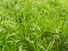 Poa annua