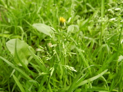Poa annua