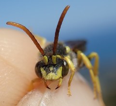 Nomada succincta