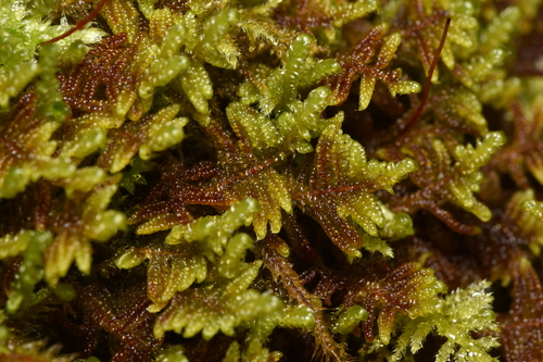 Image of Hypnum dieckii by no rights reserved