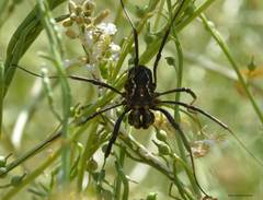 Mitopus