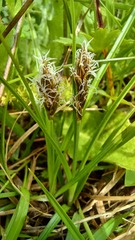Carex pansa