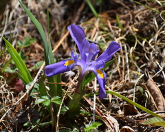 Iris verna smalliana