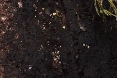 Lachnellula resinaria