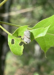 Synolabus bipustulatus