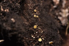 Lachnellula resinaria