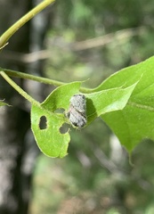 Synolabus bipustulatus