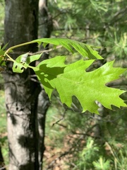 Synolabus bipustulatus