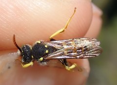 Nomada succincta