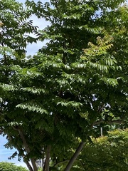 Koelreuteria elegans