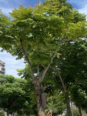 Koelreuteria elegans