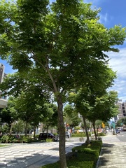 Koelreuteria elegans