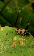 Cardiophorus bipunctatus