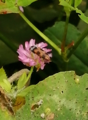 Cardiophorus bipunctatus