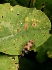 Cardiophorus bipunctatus