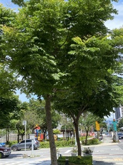 Koelreuteria elegans