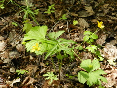 Ranunculus cassubicus