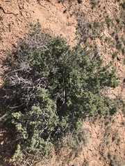 Artemisia spinescens